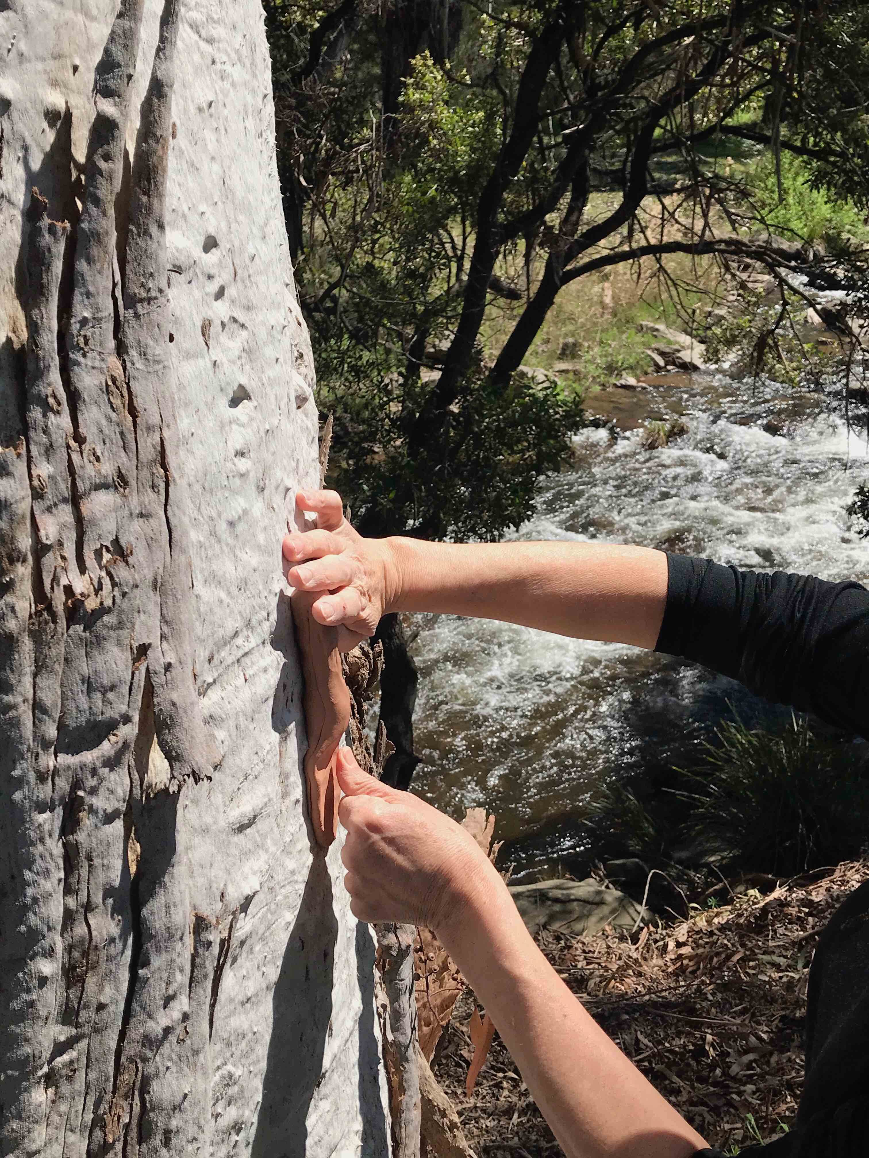 Tree_Taking-Impressions_low res